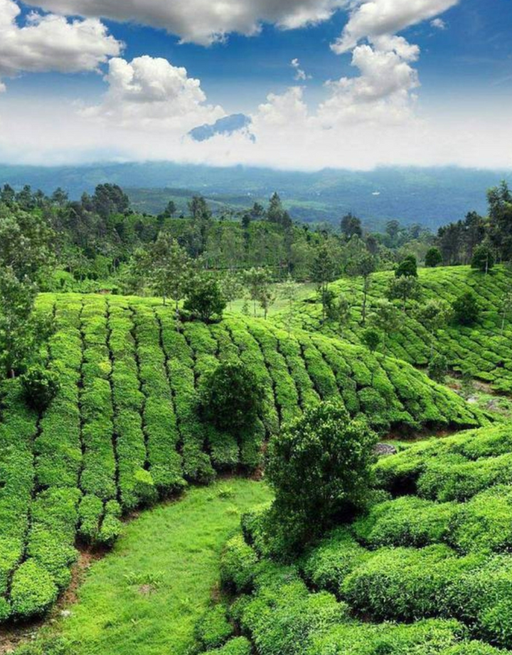 Tea Tour of Darjeeling