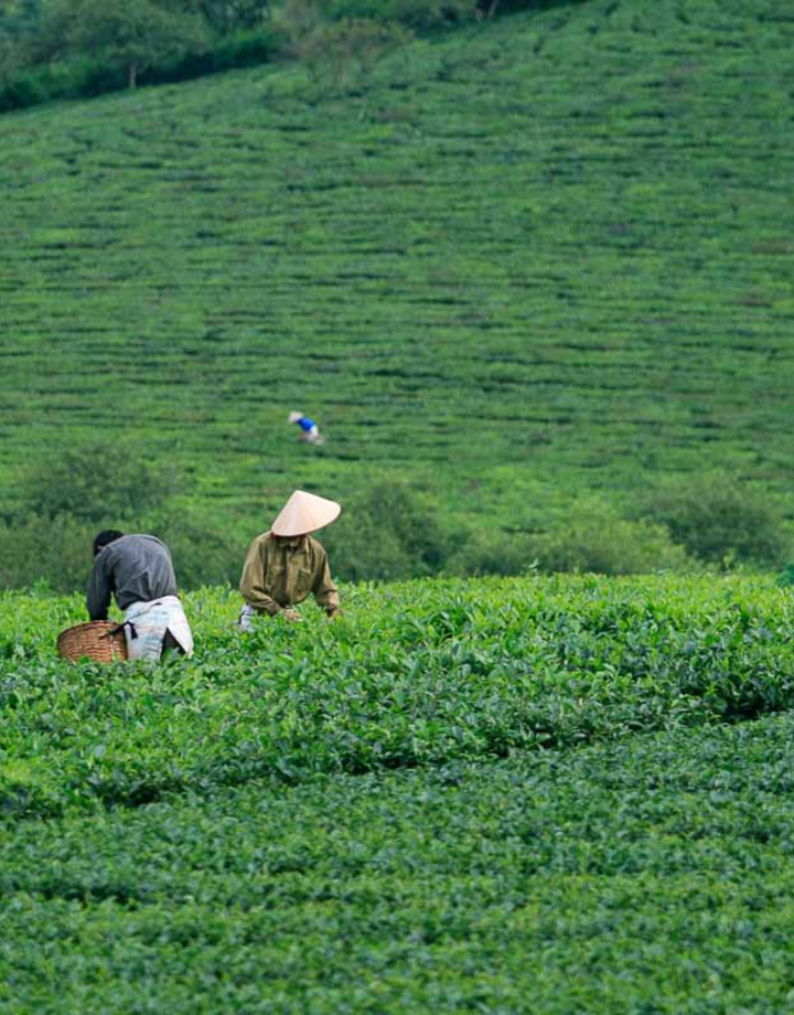 Tea tour of Hanoi Vietnam