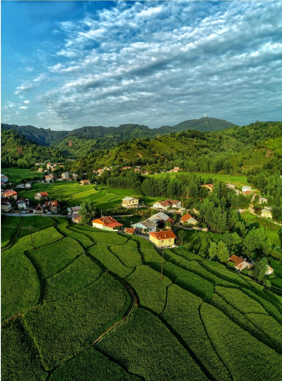 Tea Tour of Darjeeling